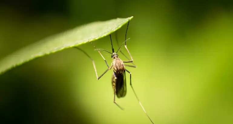 Preparing for Mosquito Season: What to Expect in Plymouth, MA
