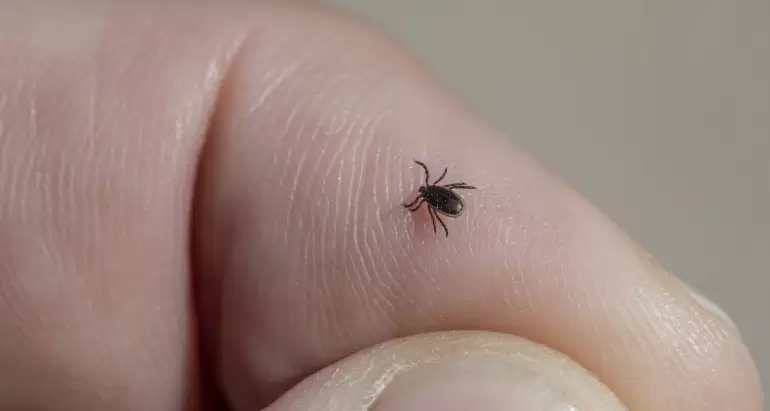Navigating Tick Season: What to Expect in South Shore, MA